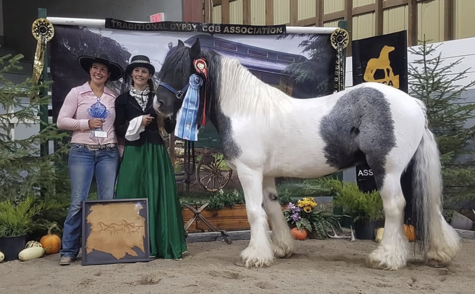 Award-winning Gypsy cob at a Traditional Gypsy Cob Association show