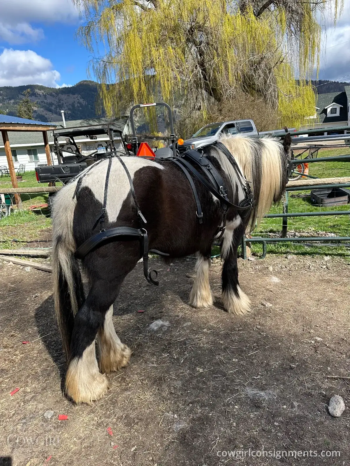 Single Driving Harness, Cob Size, photo 5
